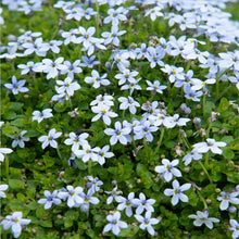 Load image into Gallery viewer, Blue Star Creeper