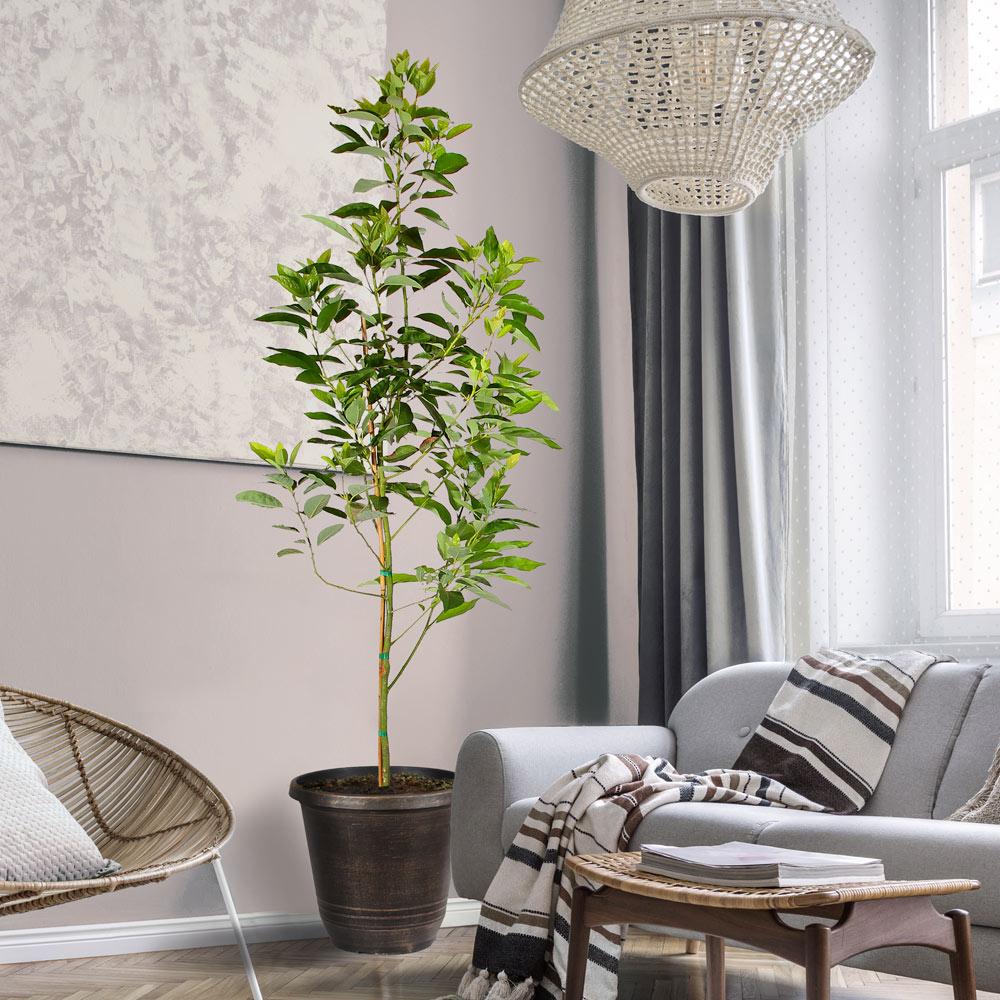 avocado plant indoor Condo™ Avocado Tree – thecriticalslidesociety515151.com