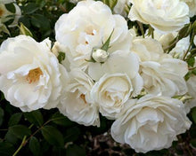 Load image into Gallery viewer, Iceberg Rose Tree