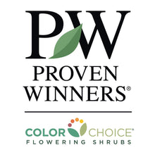 Load image into Gallery viewer, Wax Wings™ Gold Mirror Bush