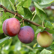 Load image into Gallery viewer, Santa Rosa Plum Tree