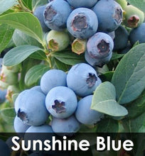 Load image into Gallery viewer, 3-in-1 Blueberry Bush (Northern Highbush)