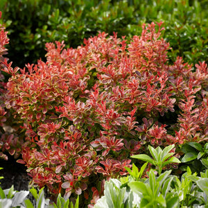 Admiration Barberry Shrub