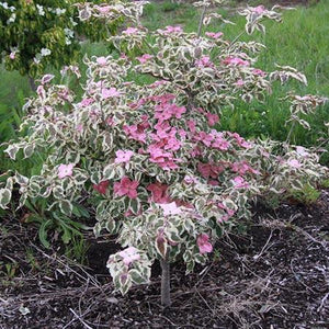 Akatsuki Dogwood