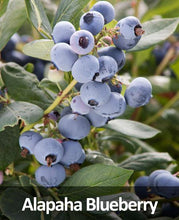 Load image into Gallery viewer, 3-in-1 Blueberry Bush (Southern Highbush)
