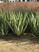 Load image into Gallery viewer, Aloe Vera Plant
