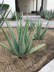 Aloe Vera Plant