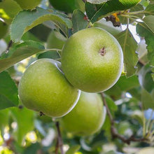 Load image into Gallery viewer, 2-in-1 Apple Surprise Tree
