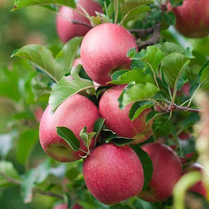 5-in-1 Apple Surprise Tree