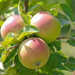 5-in-1 Apple Surprise Tree