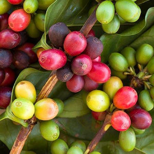 Arabica Coffee Plant - USDA Organic