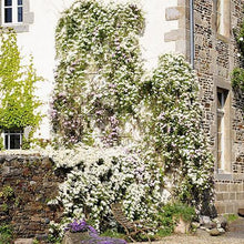 Load image into Gallery viewer, Armandii Snowdrift Clematis
