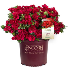 Load image into Gallery viewer, Autumn Fire™ Encore® Azalea Shrub
