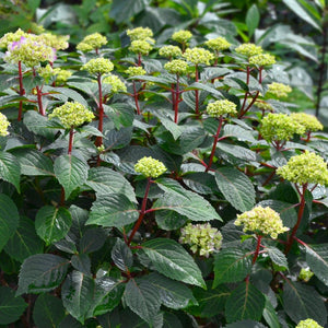 Bloomstruck Hydrangea Shrub