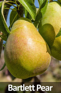 3-in-1 Pear Tree