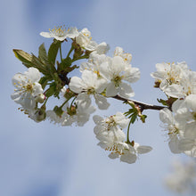 Load image into Gallery viewer, Black Tartarian Cherry Tree
