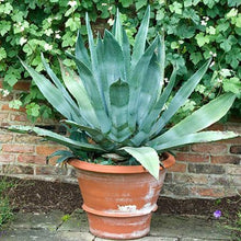 Load image into Gallery viewer, Blue American Agave Plant
