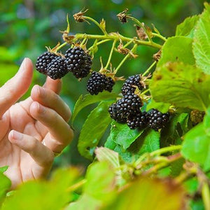 Boysenberry Bush - Thornless