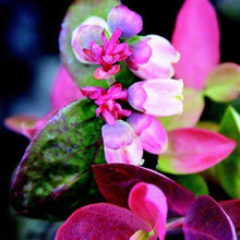 Load image into Gallery viewer, Bushel and Berry® Peach Sorbet™ Blueberry Bush
