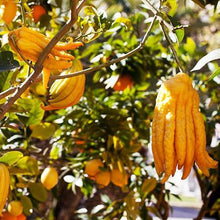 Load image into Gallery viewer, Buddha&#39;s Hand Citron
