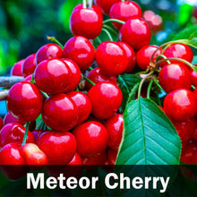 Load image into Gallery viewer, 5-in-1 Cherry Tree
