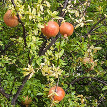 Load image into Gallery viewer, Cold Hardy Russian Red Pomegranate® - USDA Organic
