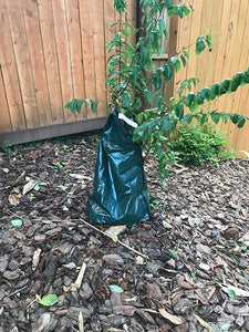 Strawberry Dazzle® Dwarf Crape Myrtle