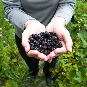 Cumberland Black Raspberry - USDA Organic