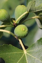 Load image into Gallery viewer, Desert King Fig Tree
