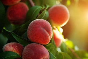 Elberta Peach Tree