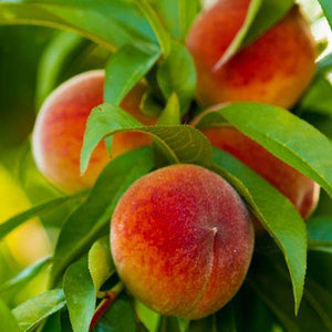 Elberta Peach Tree