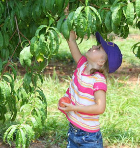 Elberta Peach Tree