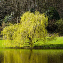 Load image into Gallery viewer, &#39;Golden Curls&#39; Corkscrew Willow
