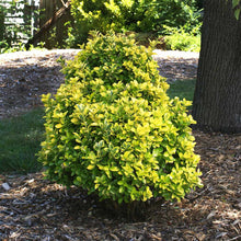 Load image into Gallery viewer, Golden Euonymus Shrub
