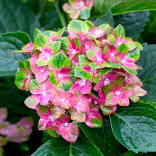 Load image into Gallery viewer, Pistachio Hydrangea Shrub
