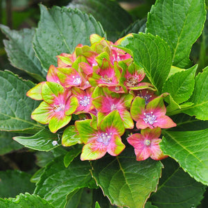 Pistachio Hydrangea Shrub