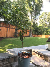 Load image into Gallery viewer, Key Lime Tree - USDA Organic
