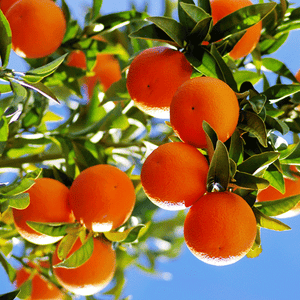 Kinnow Mandarin Tree