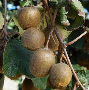 Fuzzy Kiwi