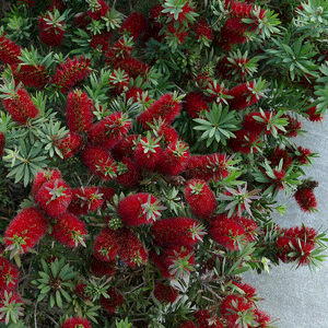 Little John Dwarf Bottlebrush