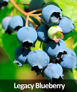 3-in-1 Blueberry Bush (Northern Highbush)
