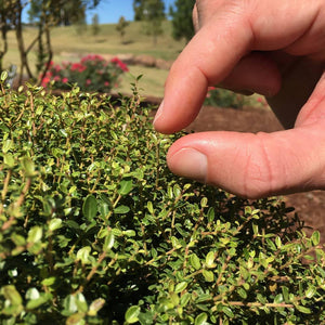 Micron® Holly Shrub