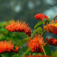 Load image into Gallery viewer, Monkey's Brush Plant
