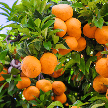 Load image into Gallery viewer, Murcott Honey Mandarin Tree
