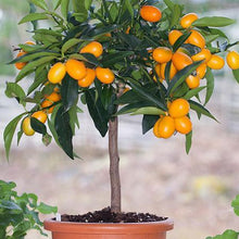Load image into Gallery viewer, Nagami Kumquat Tree
