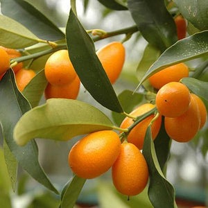 Nagami Kumquat Tree
