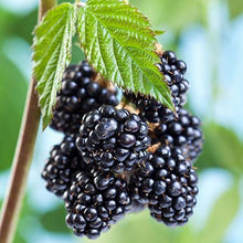 Load image into Gallery viewer, Natchez Blackberry - USDA Organic
