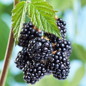 Natchez Blackberry - USDA Organic
