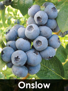 3-in-1 Blueberry Bush (Southern Highbush)