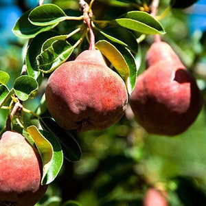 4-in-1 Pear Surprise Tree